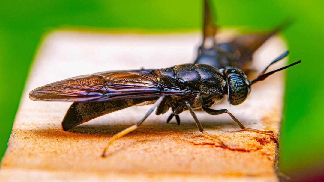 Organic Waste: Genetically Modified Black Soldier Flies to The Rescue