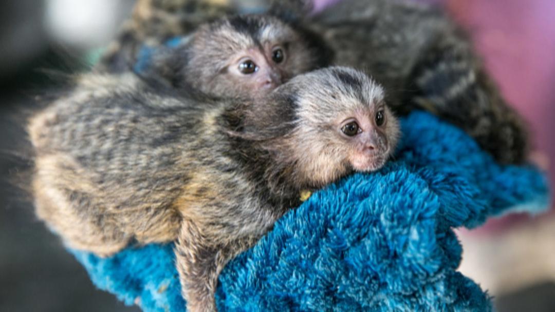 Study: Marmosets Name Each Other