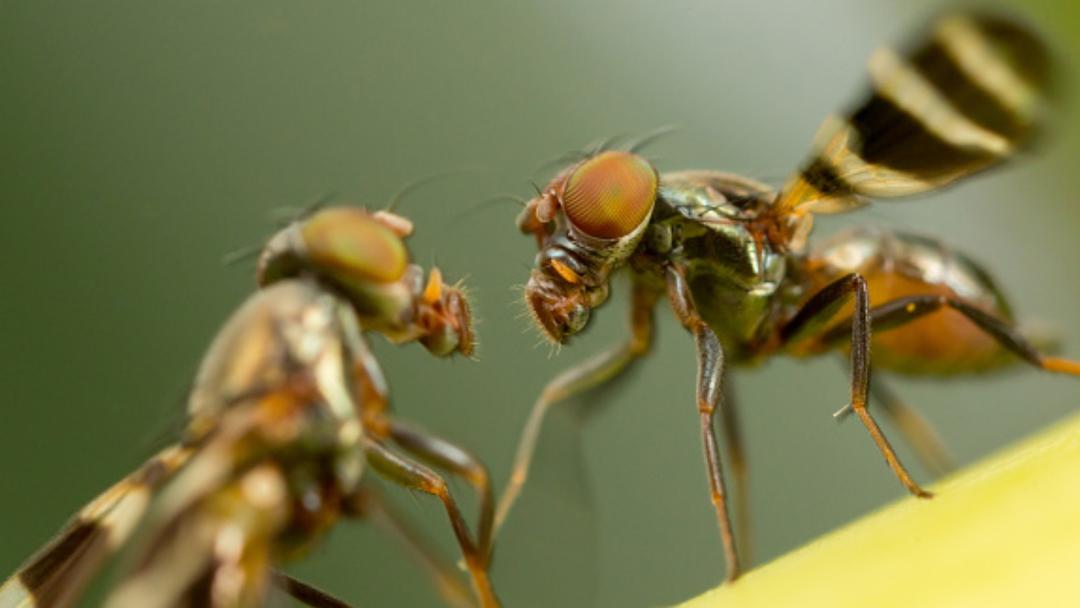 Scientists Map Fruit Fly Brain in Neurobiological 'Breakthrough'
