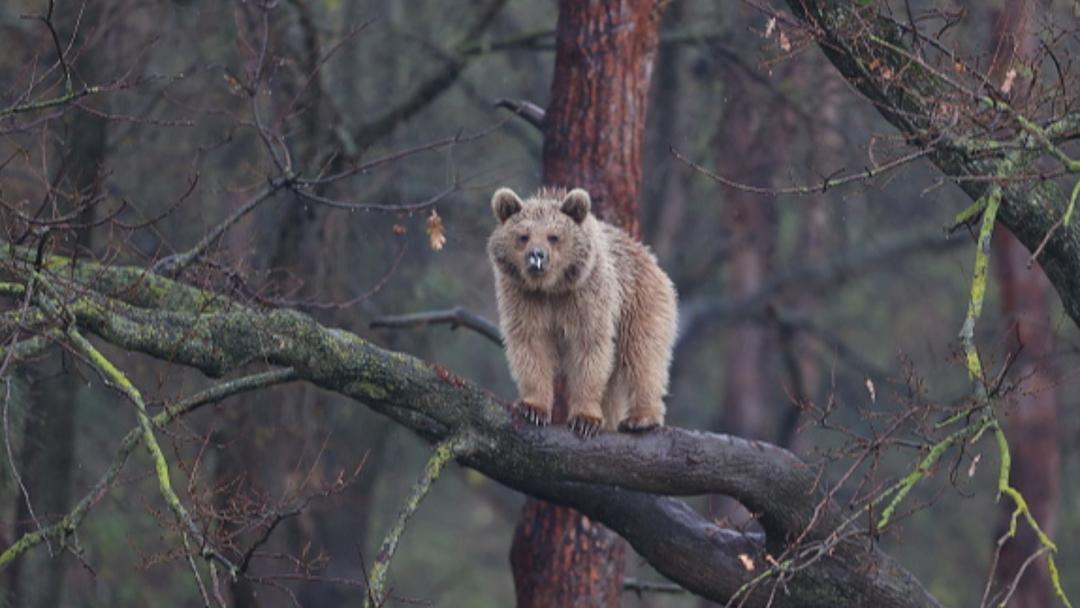 Report: Catastrophic 73% Decline in Global Wildlife in 50 Years