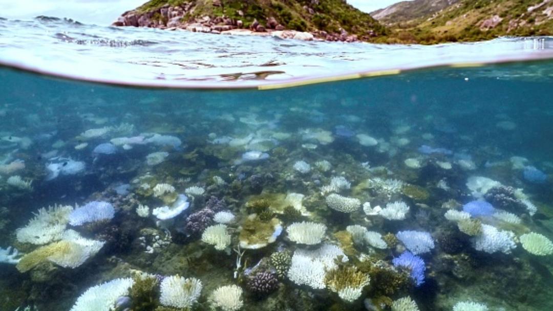 World's Largest Coral, 300 Years Old, Found Near Solomon Islands