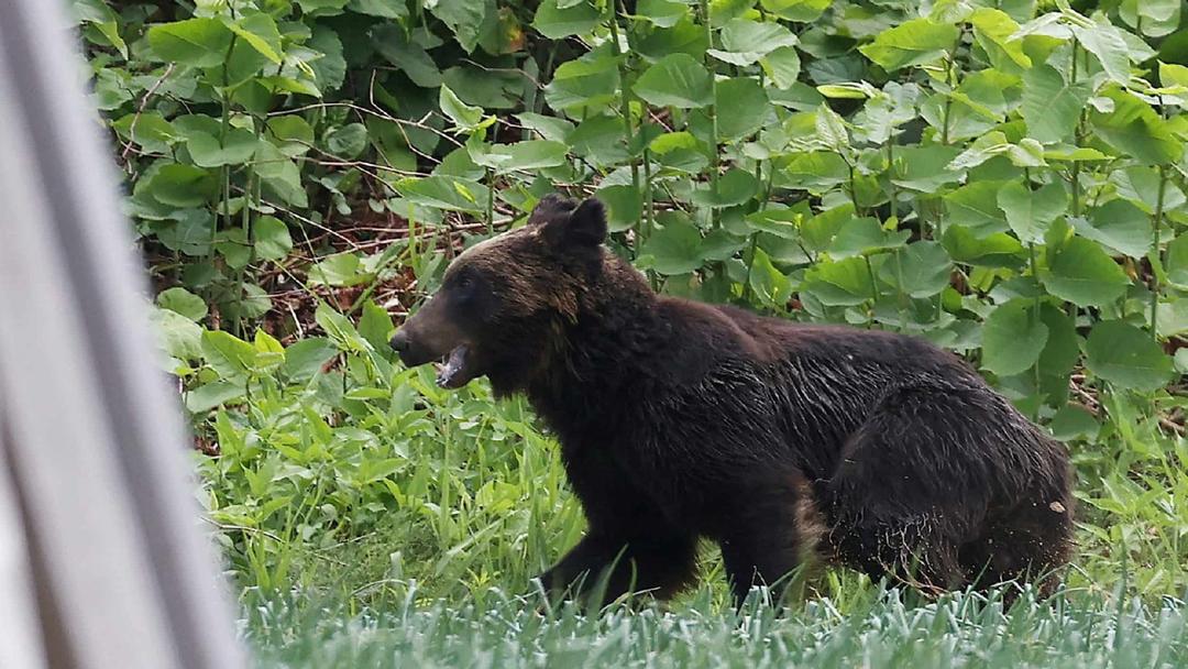 Japan to Ease Bear-Hunting Laws Amid Rising Attacks