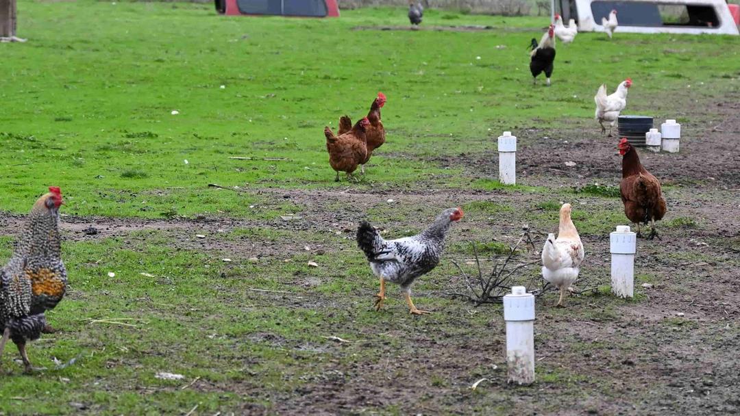 First Severe Human Case of Bird Flu in US Shows Signs of Viral Mutations
