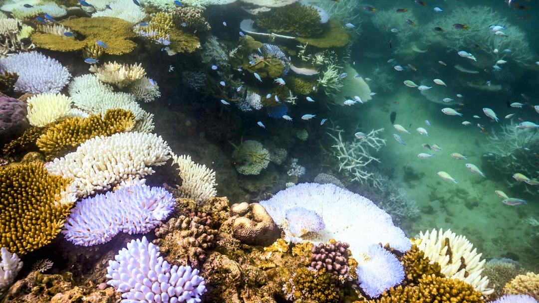 Australia Election Issue: Climate Change