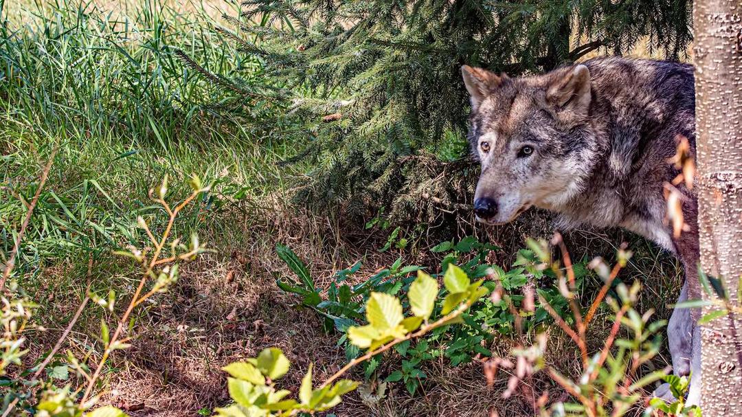EU Parliament Votes to Ease Wolf Hunting Restrictions