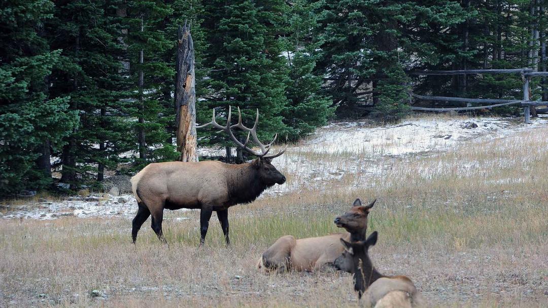 UK Plans Return of Elk After 3,000-Year Absence