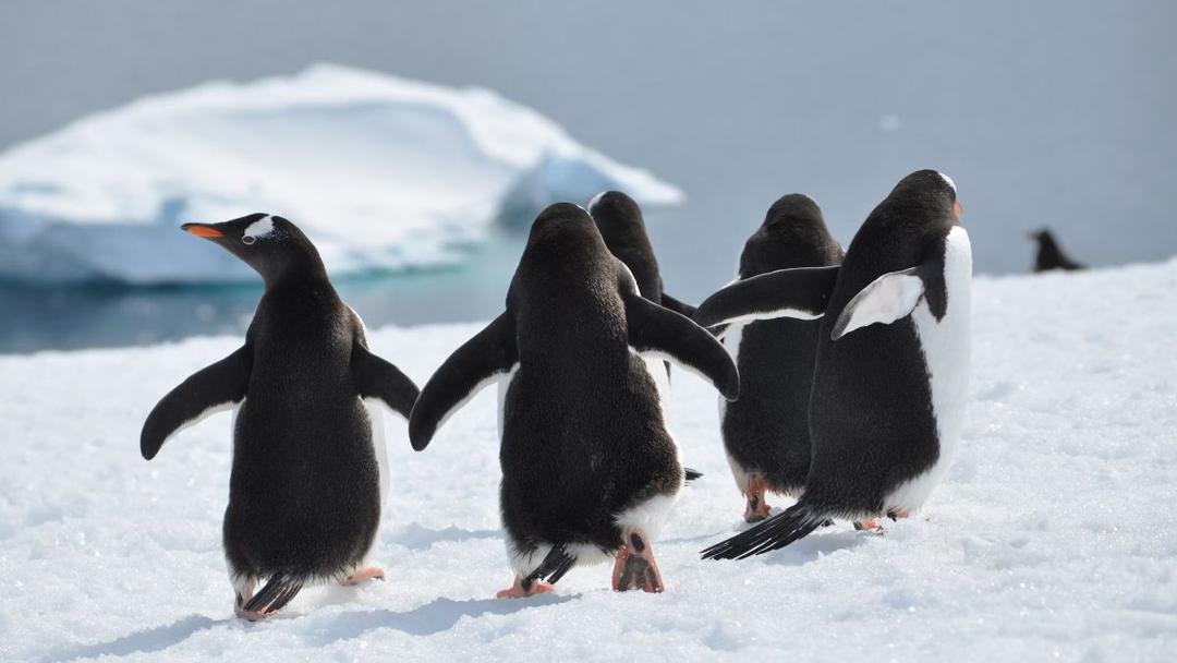 Study: Penguin Droppings May Be Seeding Clouds in Antarctica