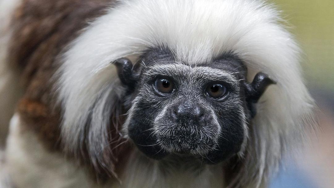 Mystery Illness Kills Nine Monkeys in Hong Kong's Oldest Zoo