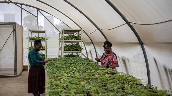 Nigeria Faces Record Hunger Crisis as 35 Million at Risk by 2026