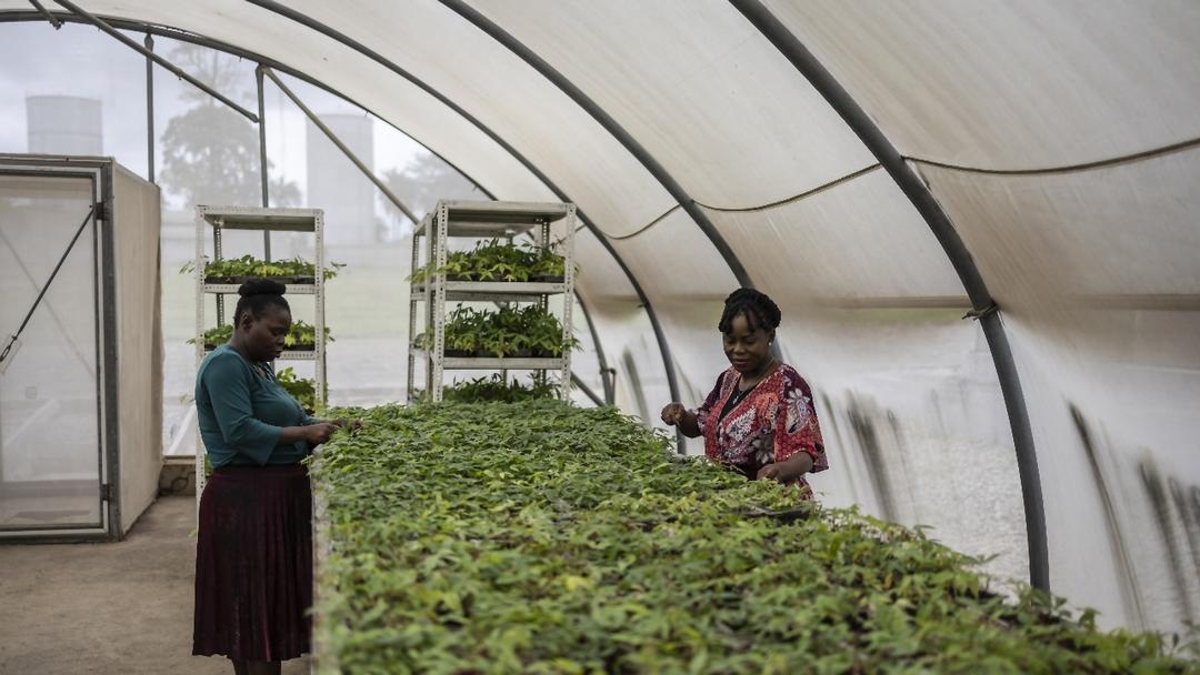 Report: Nigeria Facing Record Hunger Crisis by 2026